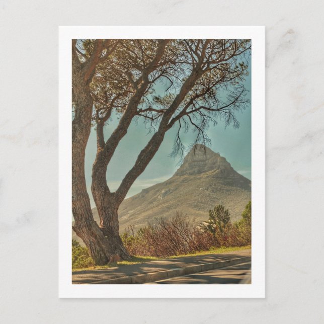 Cape Town Lejon's Head Ligcape South Afrika Vykort (Framsida)