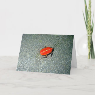 Cape Tribulation Kort