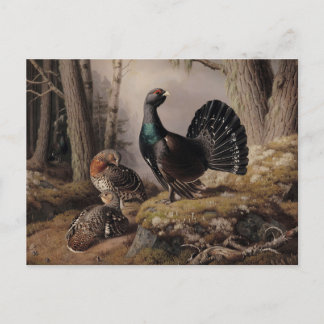 Capercaillies Courting av Ferdinand von Wright Vykort