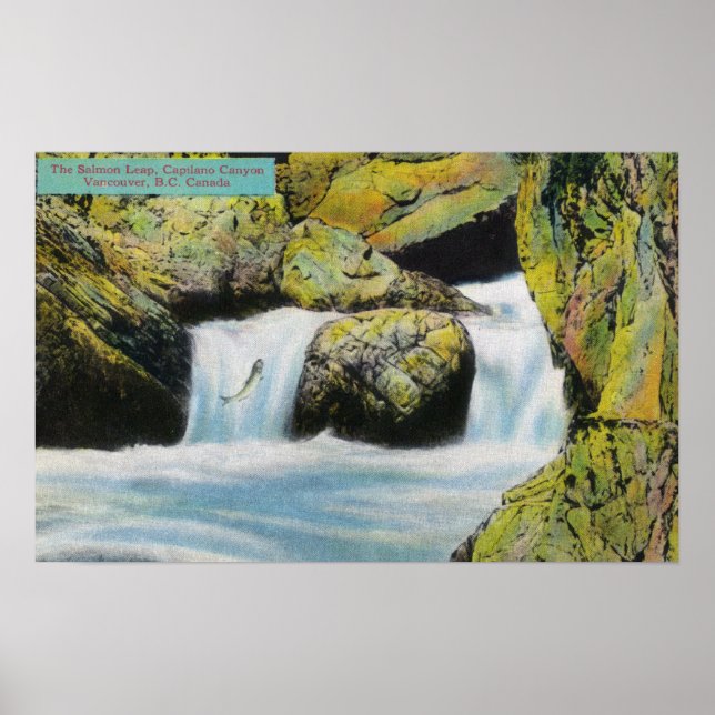 Capilano Canyon View of Salmon Leaping Upstream Poster (Framsidan)