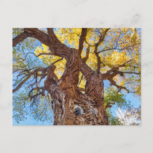 Capitol Reef National Park, Bomullsträd Vykort (Framsida)