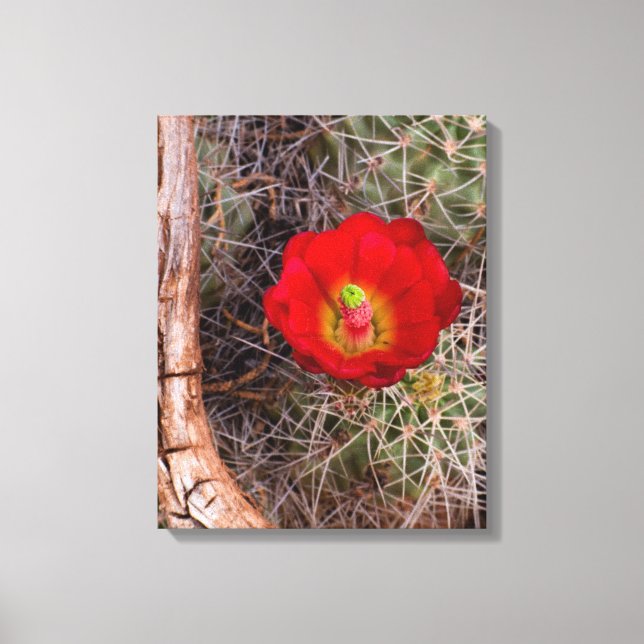 Capitol Reef National Park, Claret Cup Cactus Canvastryck (Framsida)