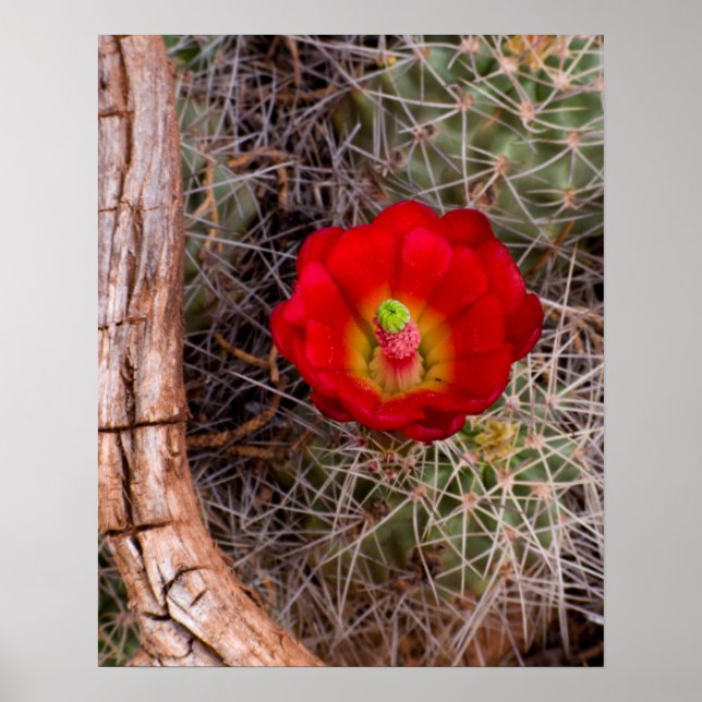 Capitol Reef National Park, Claret Cup Kaktus Poster (Framsidan)