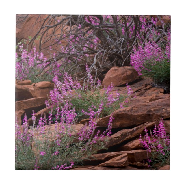 Capitol Reef National Park, Utah, USA Kakelplatta (Framsidan)