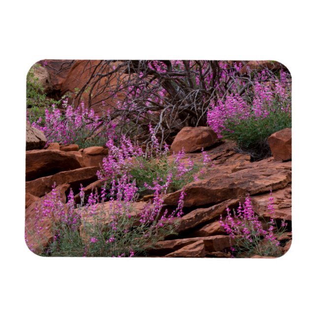 Capitol Reef National Park, Utah, USA Magnet (Horisontell)