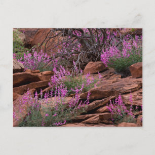 Capitol Reef National Park, Utah, USA Vykort