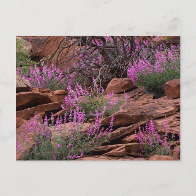 Capitol Reef National Park, Utah, USA Vykort (Framsida)