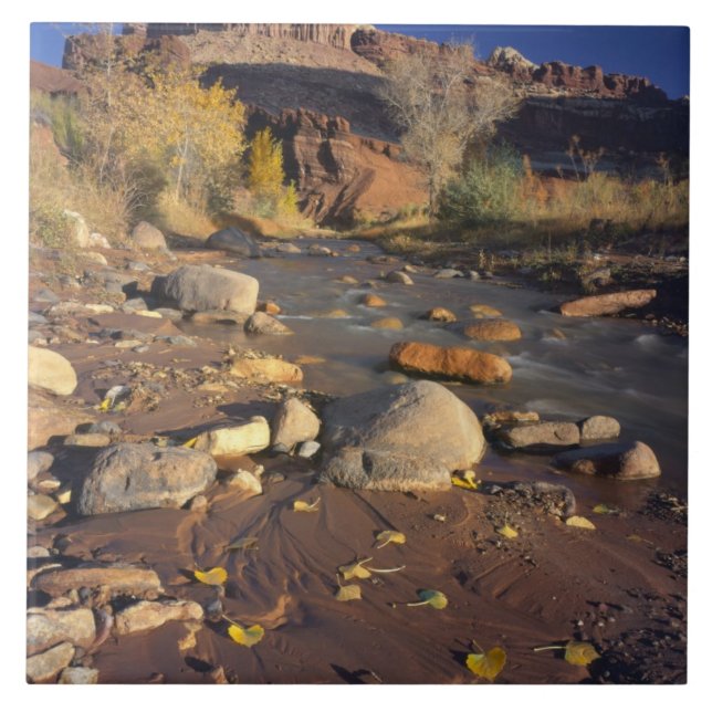 CAPITOL REEF NATIONALPARK, UT, USA, Bomullsträd Kakelplatta (Framsidan)