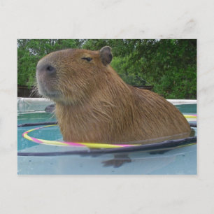 Caplin Rous med Hoola Ringar Vykort