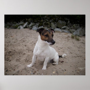Capo von Oppenheim, Jack Russell Hund Poster