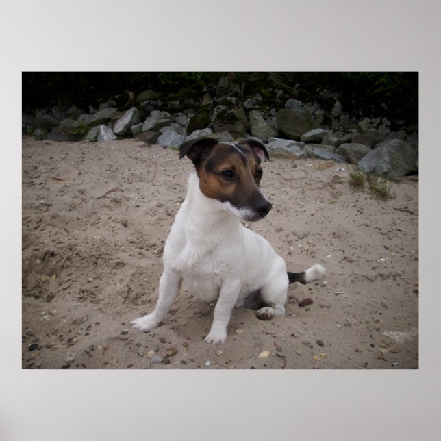 Capo von Oppenheim, Jack Russell Hund Poster (Framsidan)