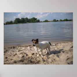 Capo von Oppenheim, Jack Russell Hund Poster