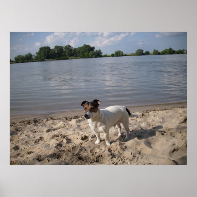 Capo von Oppenheim, Jack Russell Hund Poster (Framsidan)