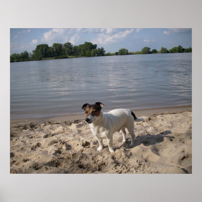 Capo von Oppenheim, Jack Russell Hund Poster (Framsidan)