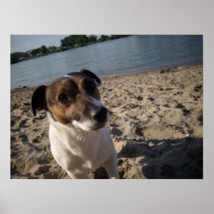 Capo von Oppenheim, Jack Russell Hund Poster