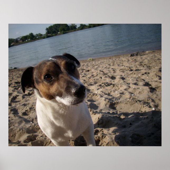 Capo von Oppenheim, Jack Russell Hund Poster (Framsidan)