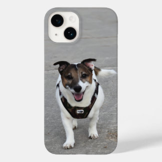 Capo von Oppenheim, Jack Russell Terrier Hund