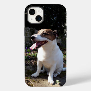 Capo von Oppenheim Jack Russell Terrier, Hund
