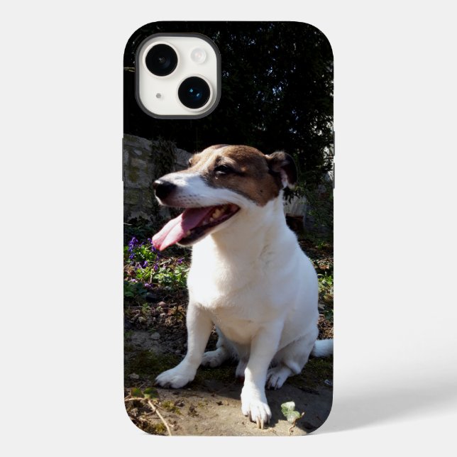 Capo von Oppenheim Jack Russell Terrier, Hund (Baksida)