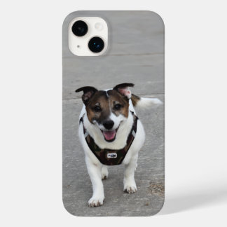 Capo von Oppenheim, Jack Russell Terrier Hund