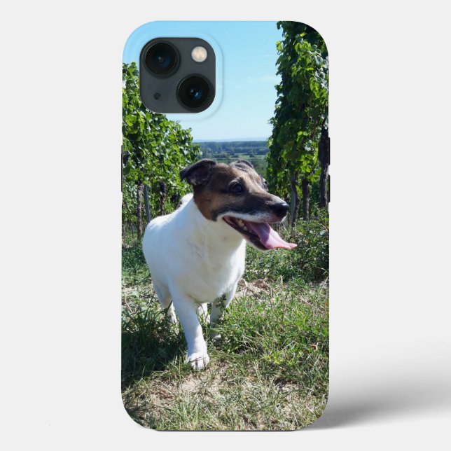 Capo von Oppenheim Jack Russell Terrier, Hund (Baksida)