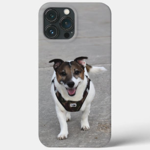 Capo von Oppenheim, Jack Russell Terrier Hund