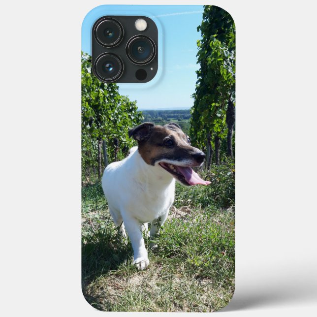 Capo von Oppenheim Jack Russell Terrier, Hund (Baksida)