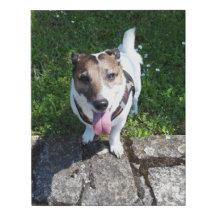 Capo von Oppenheim Jack Russell Terrier, Hund