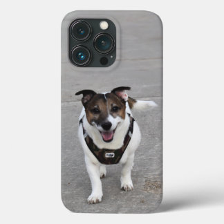 Capo von Oppenheim, Jack Russell Terrier Hund