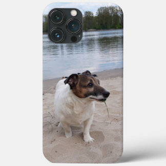 Capo von Oppenheim, Jack Russell Terrier Hund