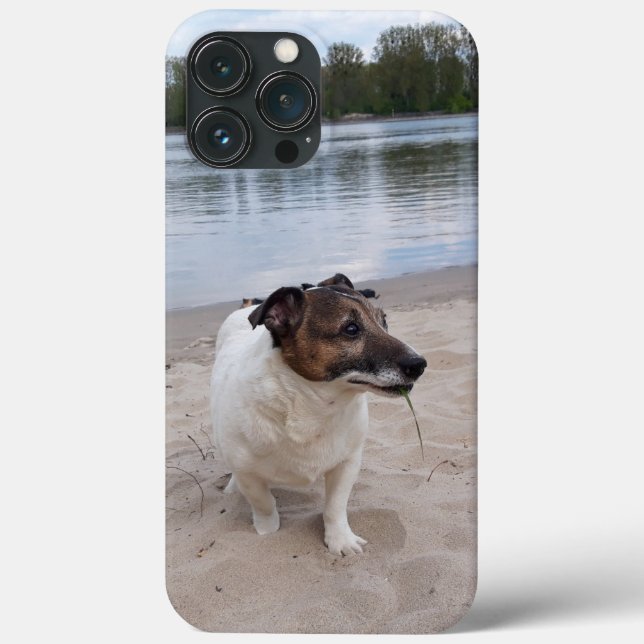 Capo von Oppenheim, Jack Russell Terrier Hund (Baksida)