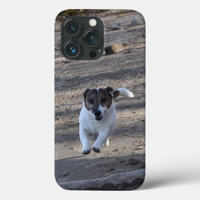 Capo von Oppenheim, Jack Russell Terrier Hund (Baksida)