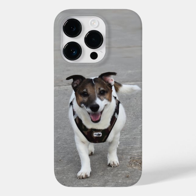 Capo von Oppenheim, Jack Russell Terrier Hund (Baksida)