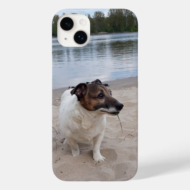 Capo von Oppenheim, Jack Russell Terrier Hund (Baksida)