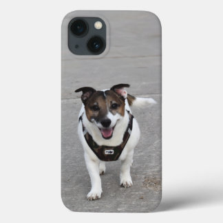 Capo von Oppenheim, Jack Russell Terrier Hund