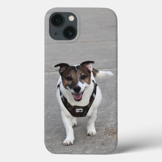 Capo von Oppenheim, Jack Russell Terrier Hund (Baksida)