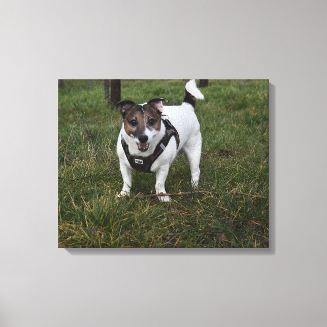 Capo von Oppenheim, Jack Russell Terrier Hund Canvastryck (Framsida)