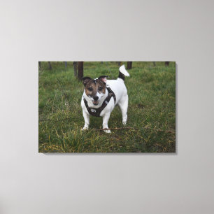 Capo von Oppenheim, Jack Russell Terrier Hund Canvastryck
