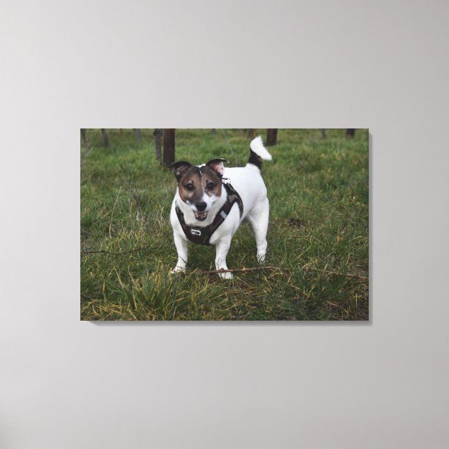 Capo von Oppenheim, Jack Russell Terrier Hund Canvastryck (Framsida)