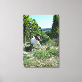 Capo von Oppenheim, Jack Russell Terrier, Hund Canvastryck