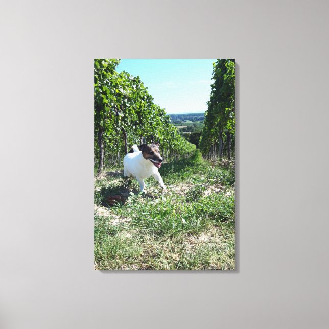 Capo von Oppenheim, Jack Russell Terrier, Hund Canvastryck (Framsida)