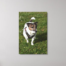 Capo von Oppenheim, Jack Russell Terrier, Hund Canvastryck