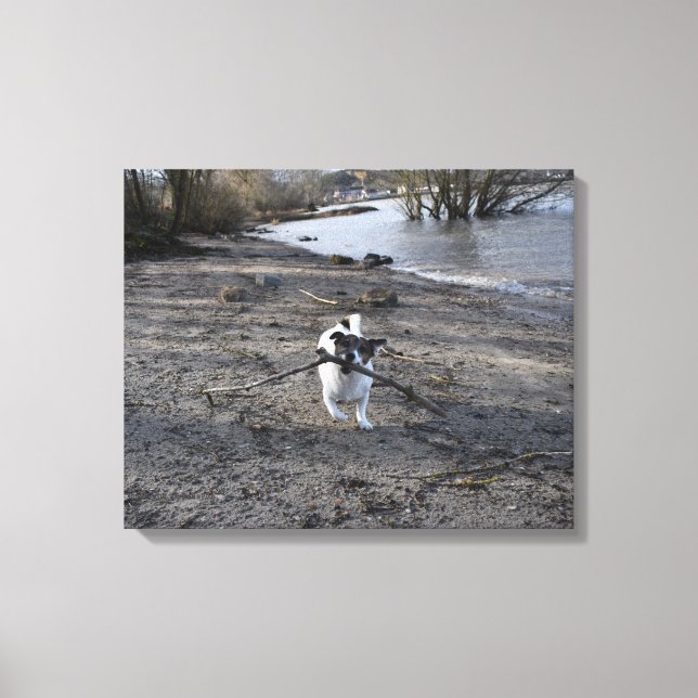 Capo von Oppenheim, Jack Russell Terrier Hund Canvastryck (Framsida)