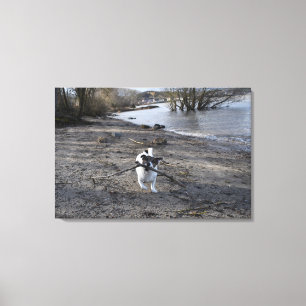 Capo von Oppenheim, Jack Russell Terrier Hund Canvastryck