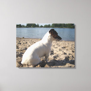 Capo von Oppenheim, Jack Russell Terrier Hund Canvastryck