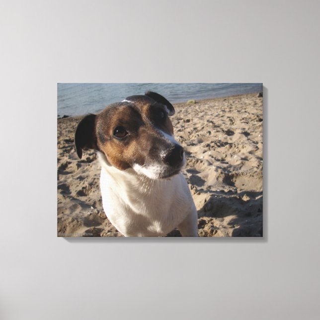 Capo von Oppenheim, Jack Russell Terrier, Hund Canvastryck (Framsida)