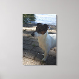 Capo von Oppenheim, Jack Russell Terrier, Hund Canvastryck
