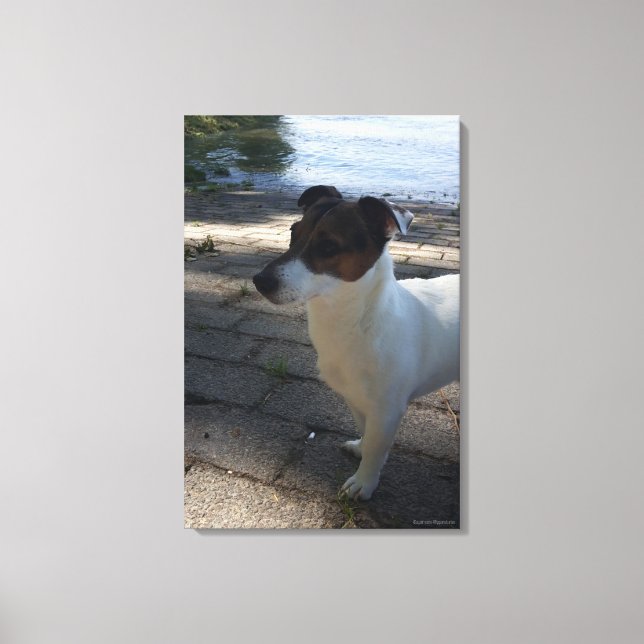 Capo von Oppenheim, Jack Russell Terrier, Hund Canvastryck (Framsida)