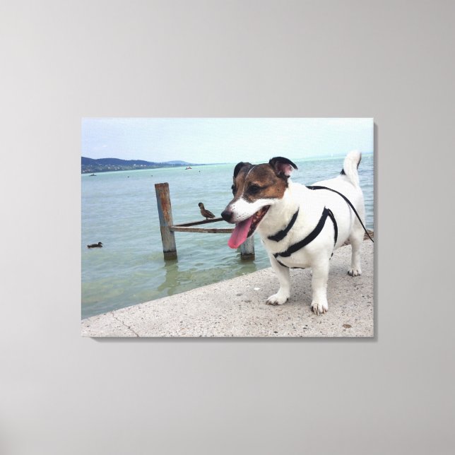 Capo von Oppenheim, Jack Russell Terrier hund Canvastryck (Framsida)