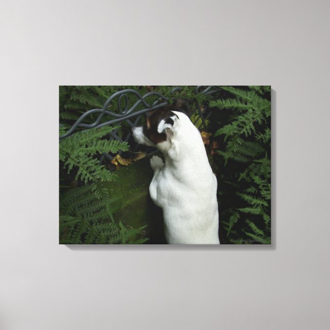 Capo von Oppenheim, Jack Russell Terrier Hund Canvastryck (Framsida)